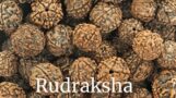 Rudraksha