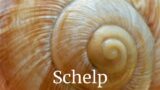 Schelp